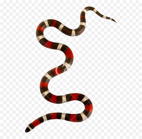 gucci milk snake